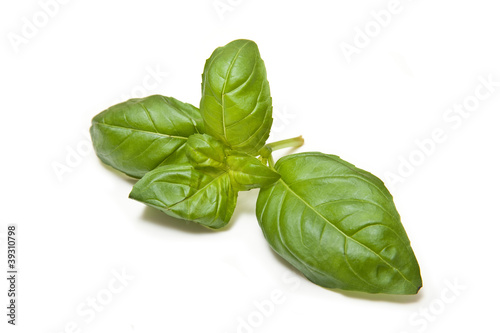 Fresh Basil leaves isolated on a white background.