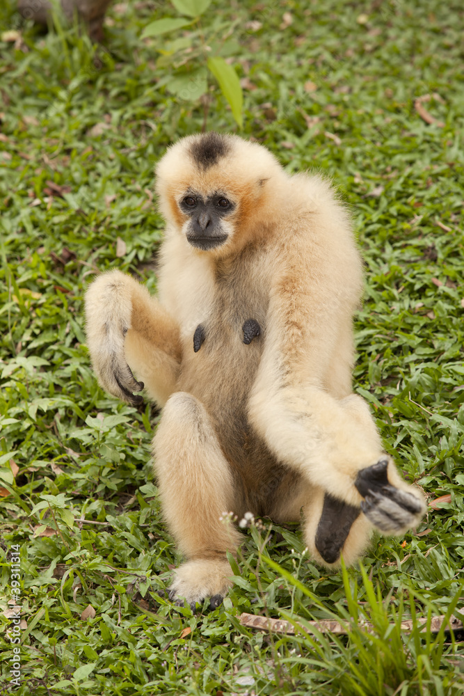Obraz premium Gibbon