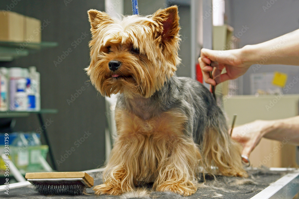 chien - yorkshire - toilettage # 28 Stock Photo | Adobe Stock