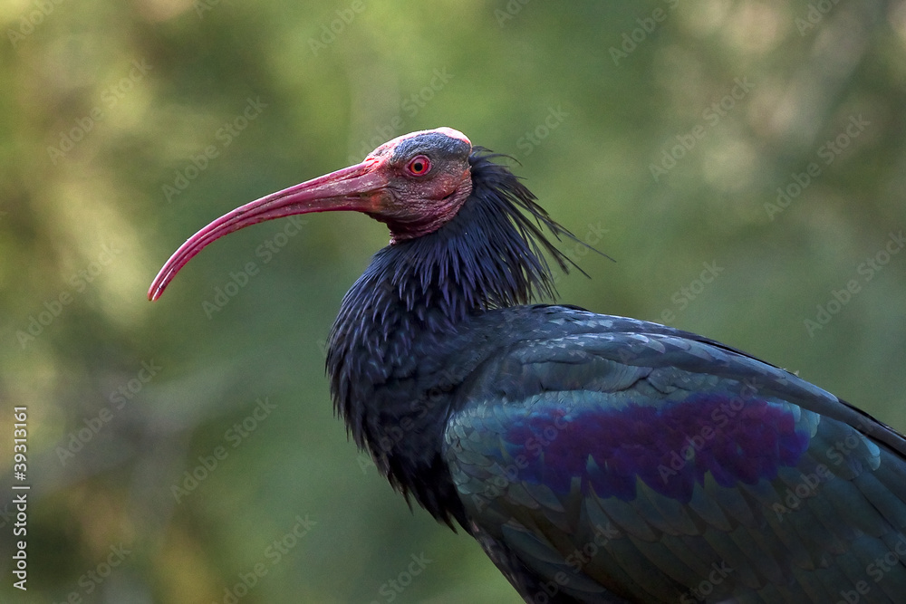 Fototapeta premium Southern Bald Ibis