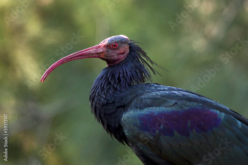 Southern Bald Ibis photo