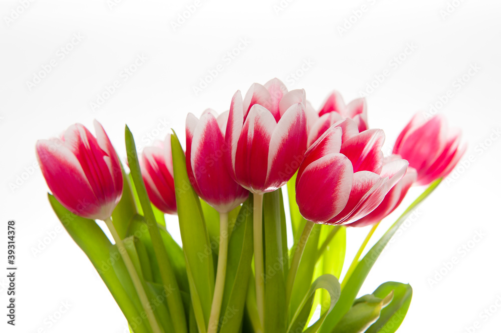 Tulpenstrauss vor Weiss/Tulips isolated on white Tulpenstrauss vor Weiss/Tulips isolated on white