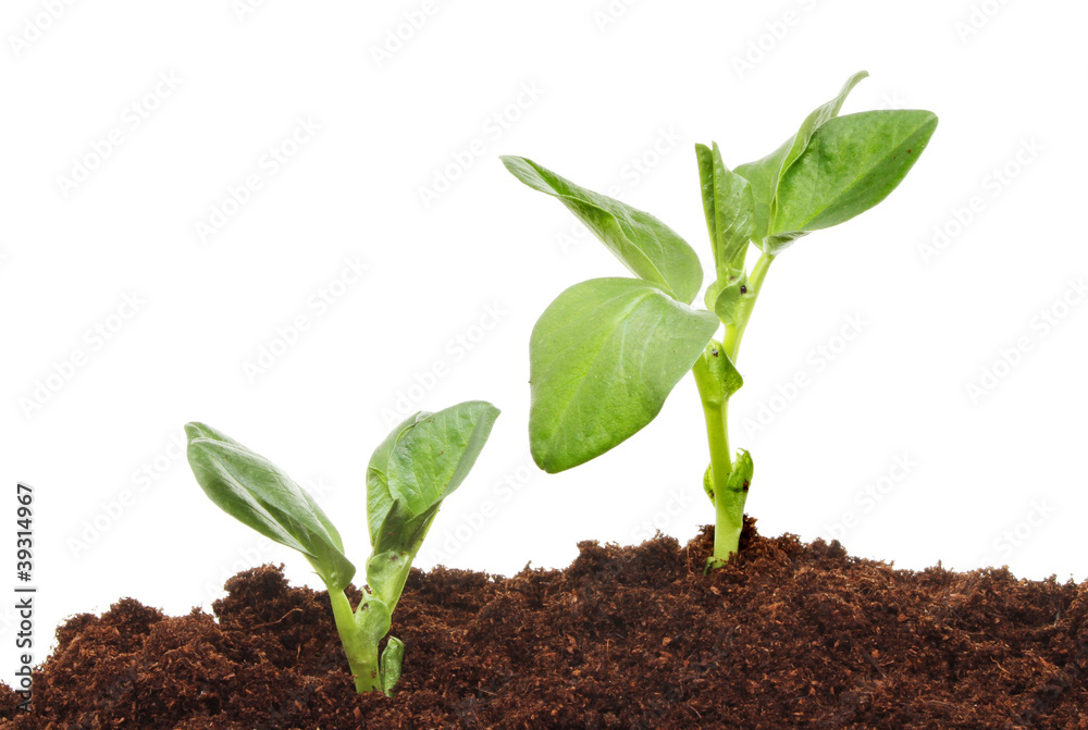 Broad bean seedlings Broad bean seedlings