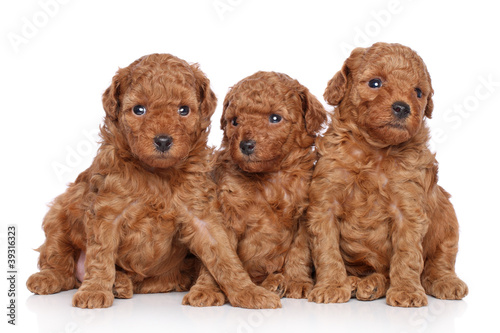 Toy-poodle puppies (30 days) on a white background © jagodka