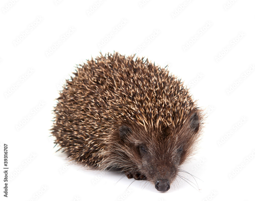 Hedgehog Hedgehog