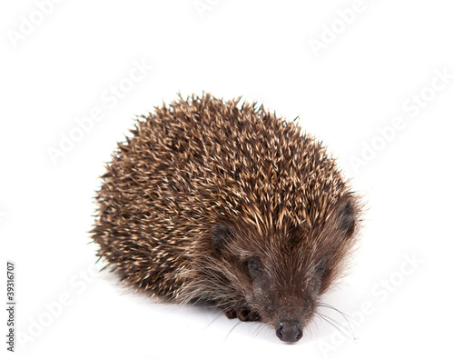 Hedgehog