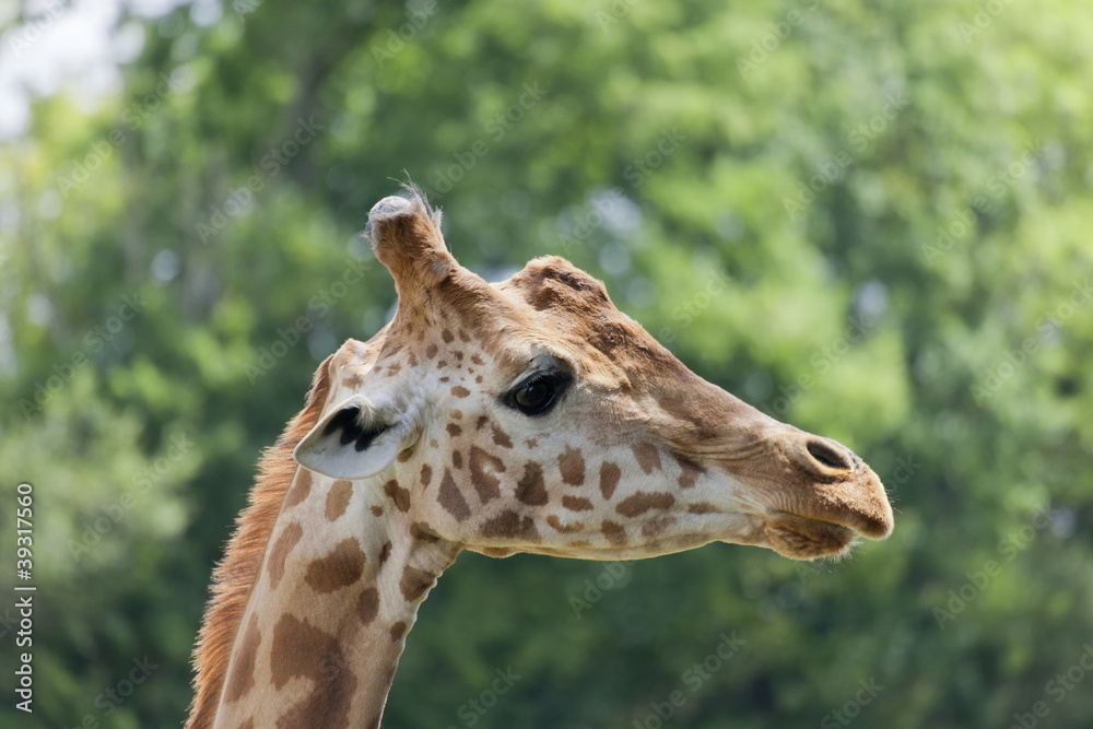 Giraffe Portrait