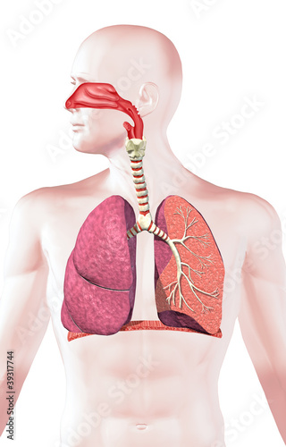 Human respiratory system, cross section. photo