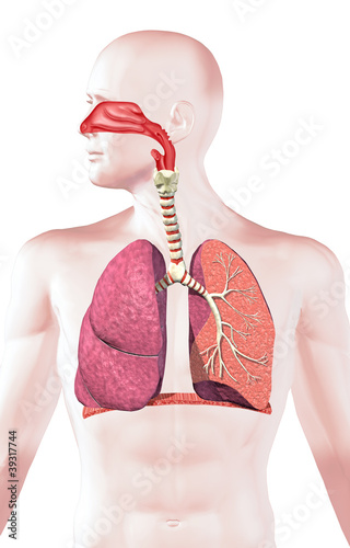 Human respiratory system, cross section.