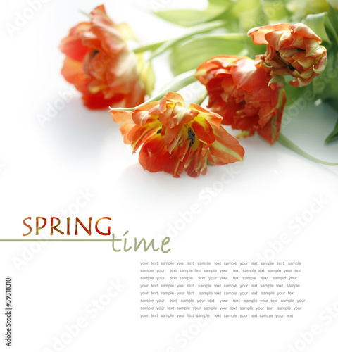 Fototapeta Naklejka Na Ścianę i Meble -  Red Tulips
