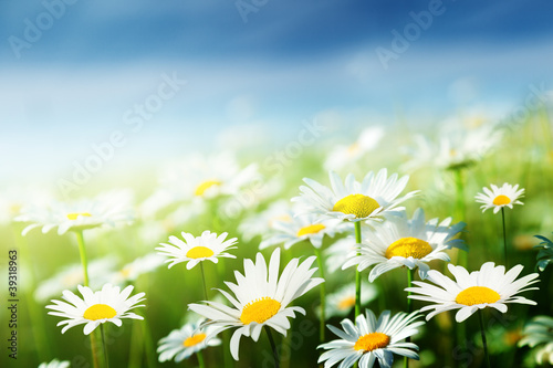 field of daisy flowers