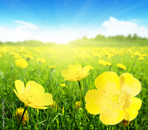 Fototapeta Naklejka Na Ścianę i Meble -  Field of spring flowers