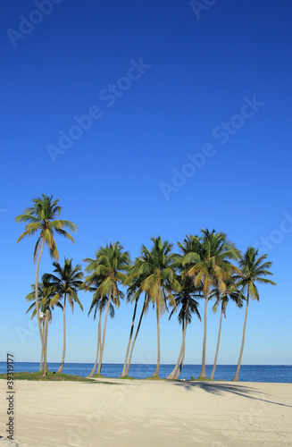 palm trees on the beach © gdvcom