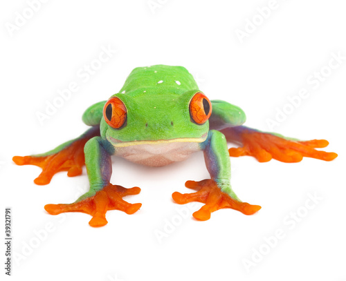 red eye treefrog