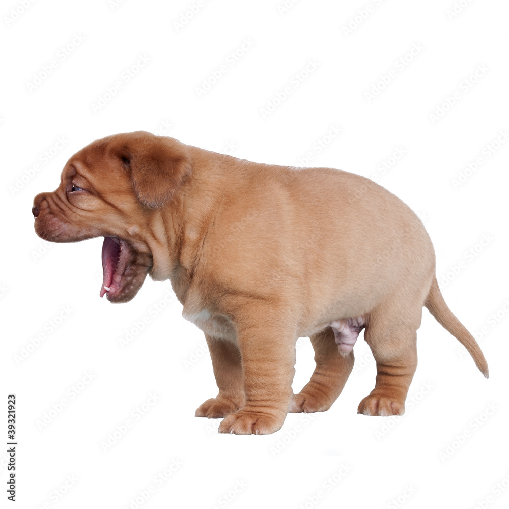Fototapeta premium Cute puppy yawning