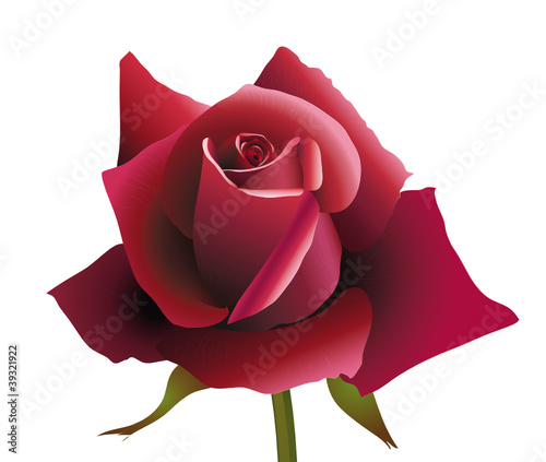 Rote Rose