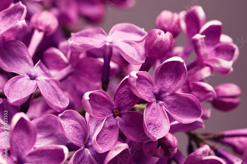 Lilac closeup