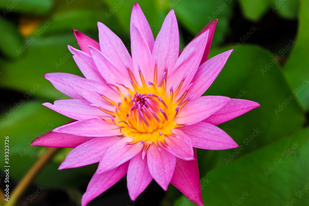 Water lily or lotus on pond Water lily or lotus on pond