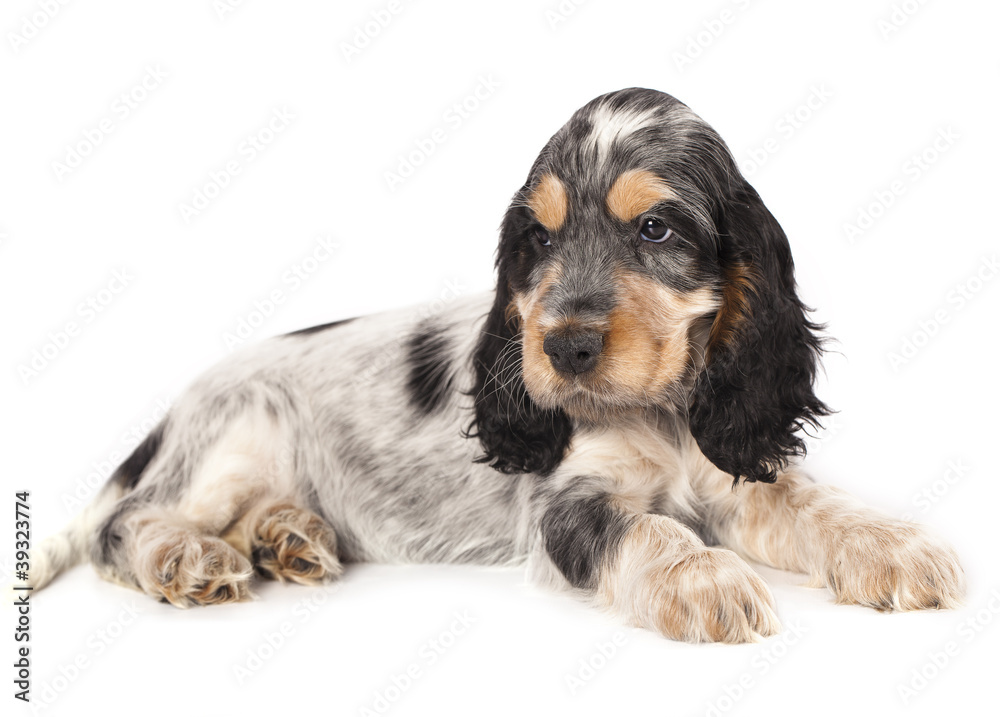 puppy purebred english cocker puppy purebred english cocker