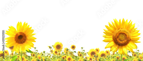 Fototapeta Naklejka Na Ścianę i Meble -  Sunflowers