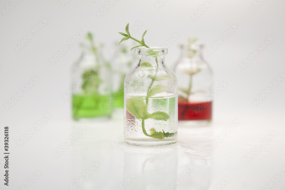Bottle with a green branch on a gray table Bottle with a green branch on a gray table