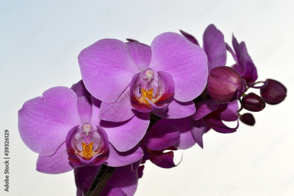 Naklejka premium kwiat-storczyk