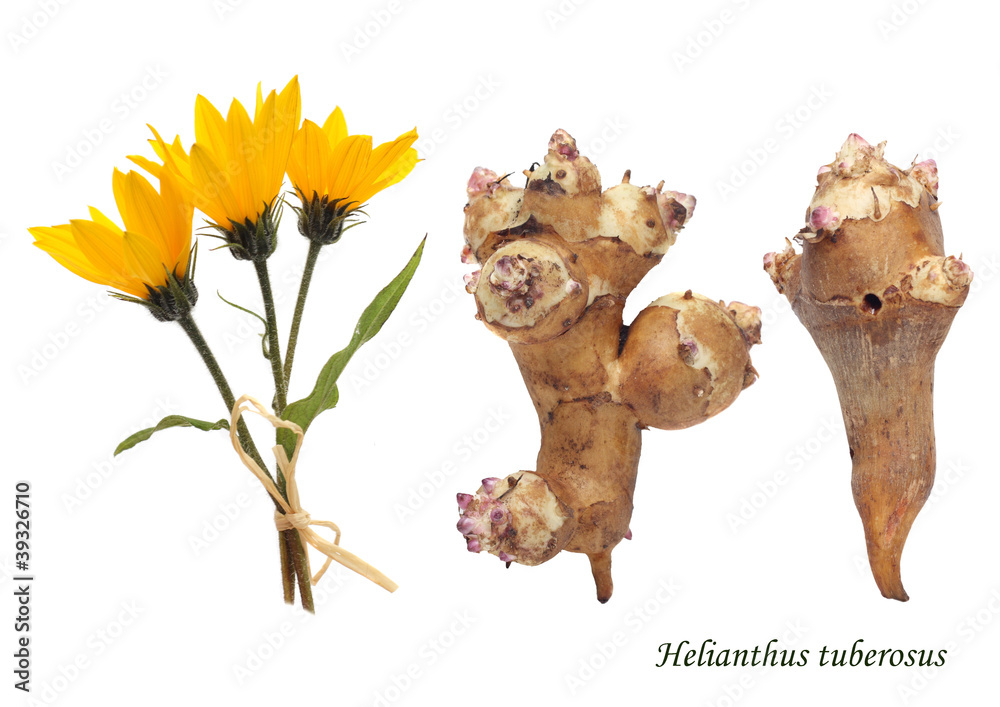 Obraz premium Jerusalem artichoke , isolated over white background.