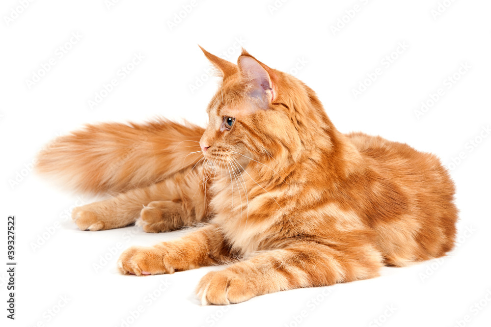 Lying Maine Coon cat