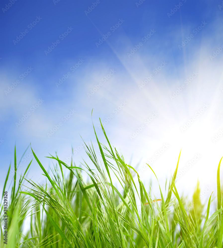 Fototapeta premium grass