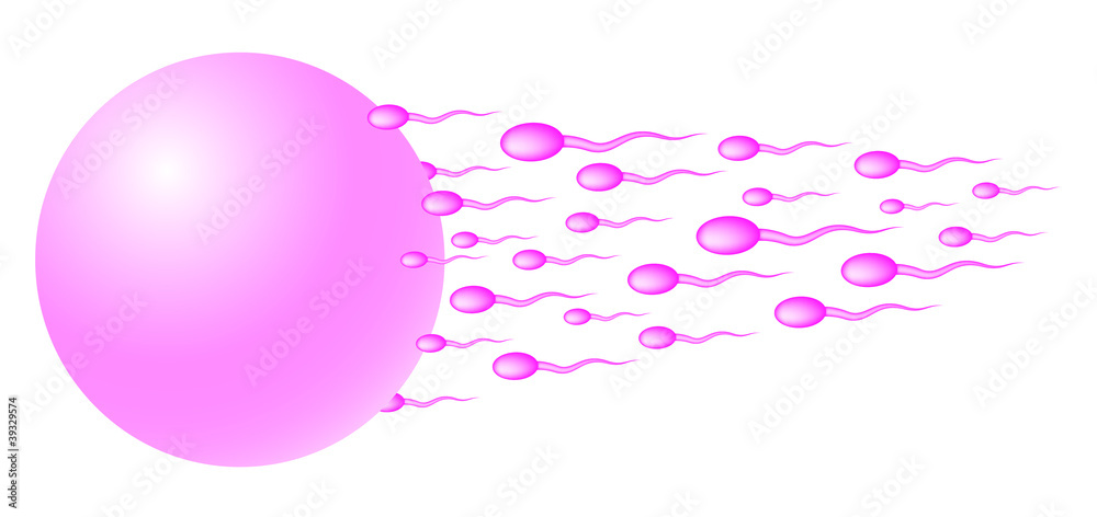 Sperm heading for the egg Sperm heading for the egg