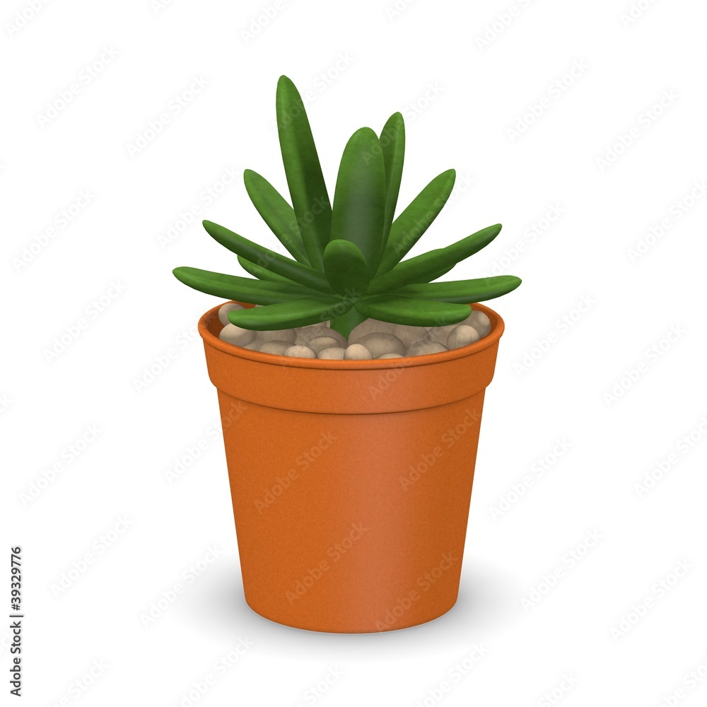 3d render of succulent plant
