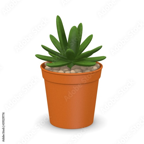 3d render of succulent plant