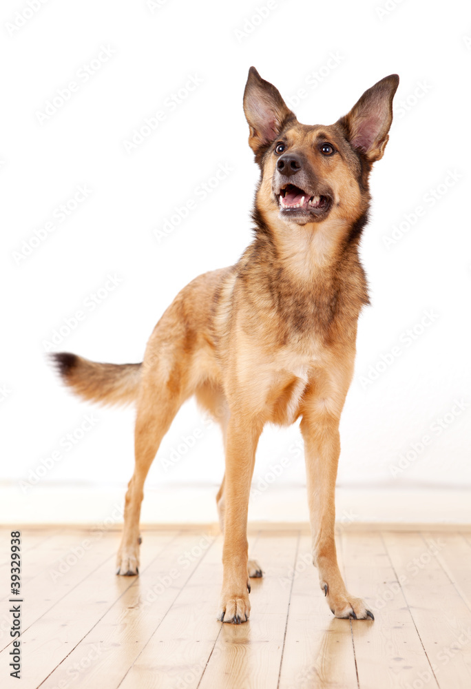 Aufmerksamer Schäferhund-Mischling mit großen Ohren wartet ab Stock Photo |  Adobe Stock
