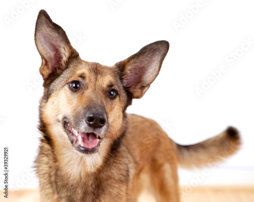 Aufmerksamer Schäferhund-Mischling mit großen Ohren