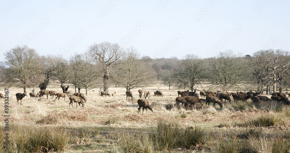 Naklejka premium Deer in Richmond Park
