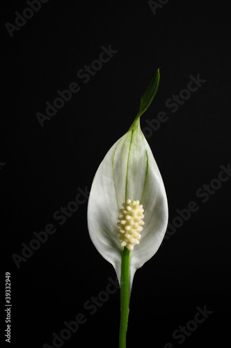 Peace Lily