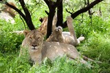 Group of resting lions in Etosha Park, Namibia