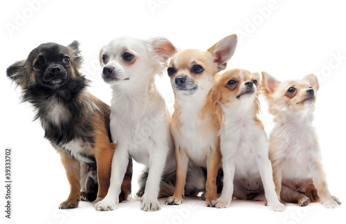 groupe de chihuahua