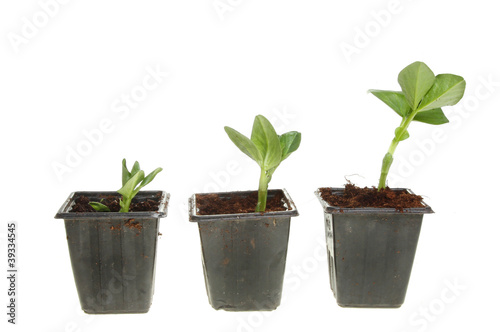 Three plant seedlings