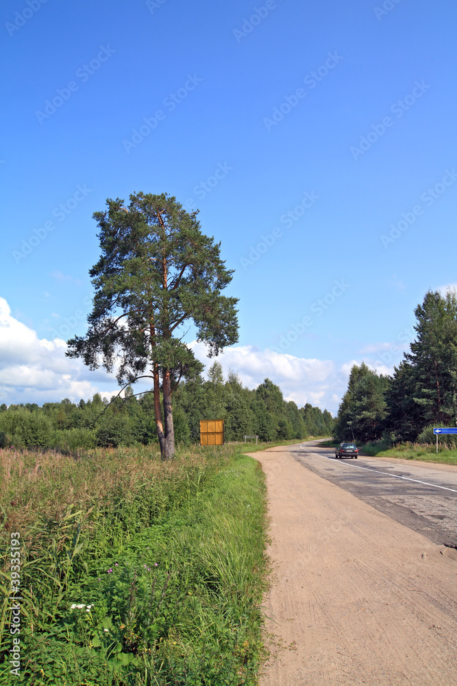 green pine near rural road