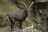 portrait of male ibex in the forest
