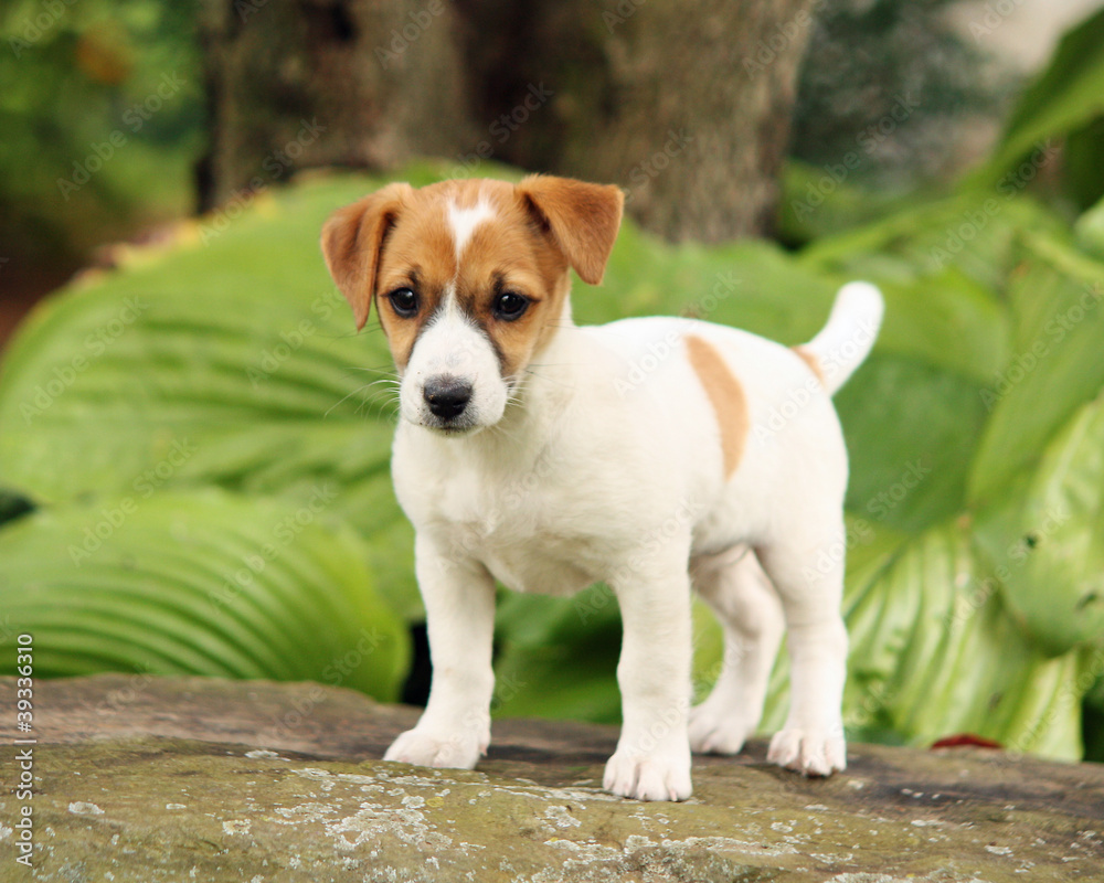 Jack Russell Standing On A Rock Jack Russell Standing On A Rock