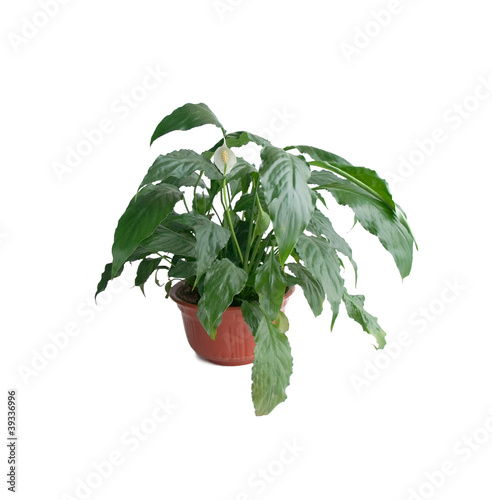 Спатифиллум Уоллиса (Spathiphyllum wallisii) на белом фоне