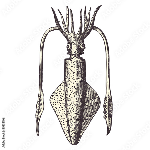 Calmar (loligo vulgaris)