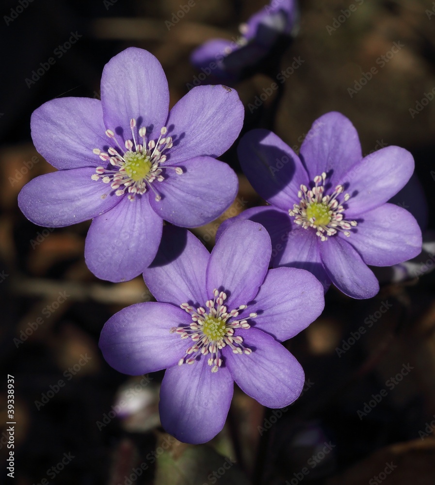Fototapeta premium Three wild purple Anemones. Beginning of Spring.