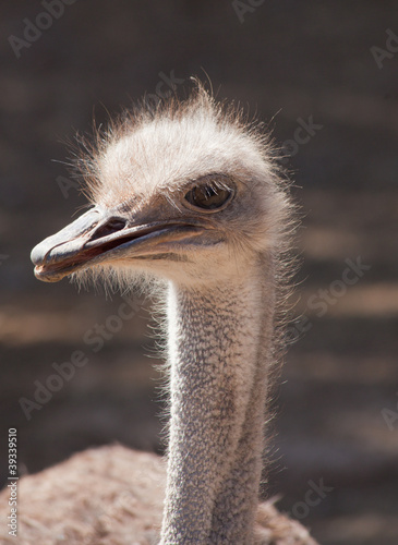 ostrich