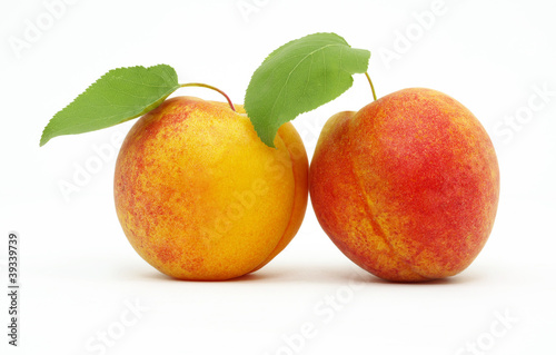 .Apricot