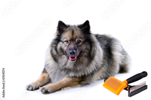 Wolfsspitz Hund Portrait Bürste photo