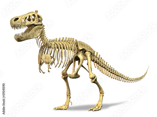 T-Rex skeleton. on white background. Clipping path included.