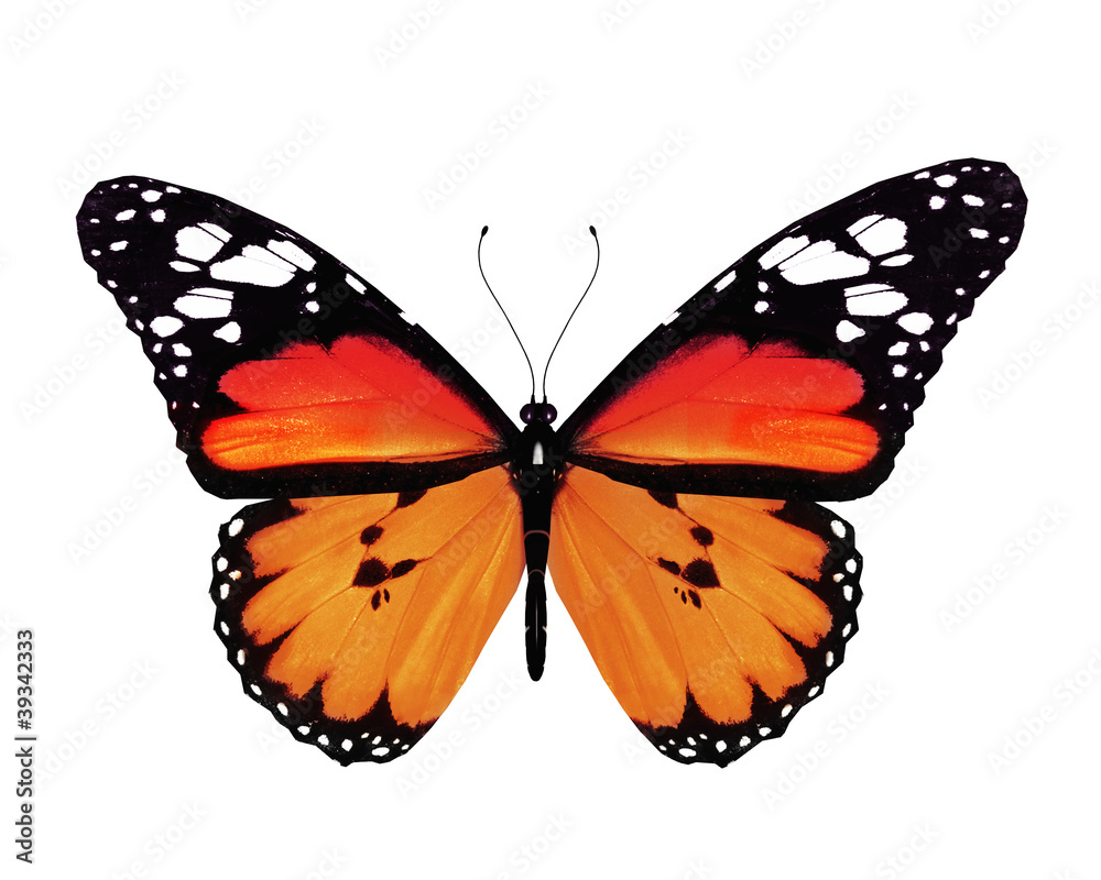 Obraz premium Orange butterfly, isolated on white background